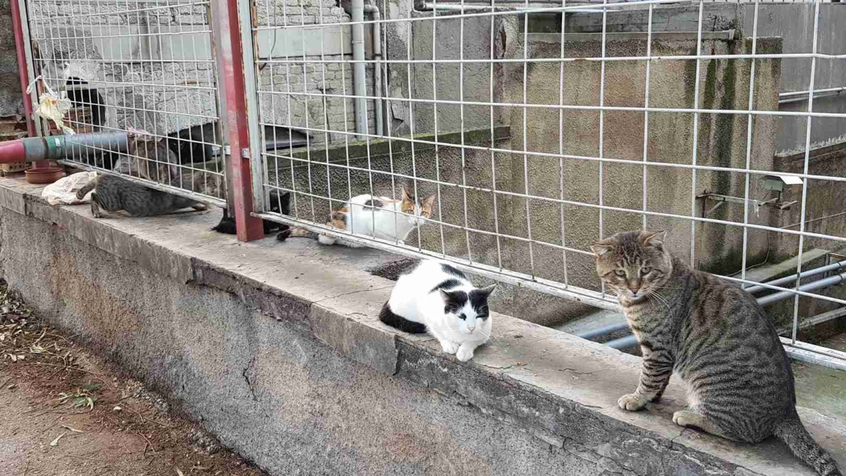 Factory colony cats hanging out.