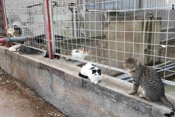 Factory colony cats hanging out.