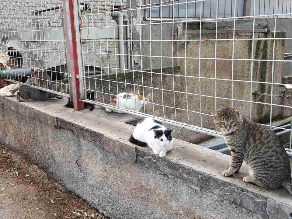 Factory colony cats hanging out.