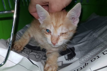 Ginger kitten at her visit to doctor.