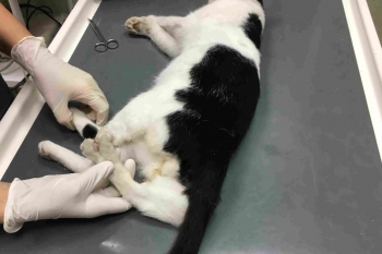 Ripley, the astonishing 5-legged cat, getting ready for his surgery.