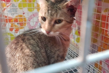 Kitten just before his operation to remove a tumor from his ear.