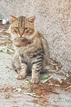 Tabby cat sitting still for a rare photo.