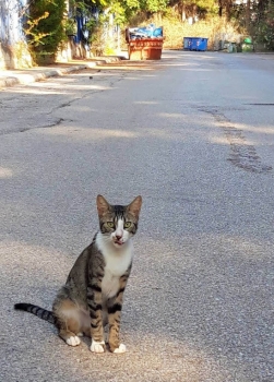 A friendly tabby with a white chest and paws sits in the road.