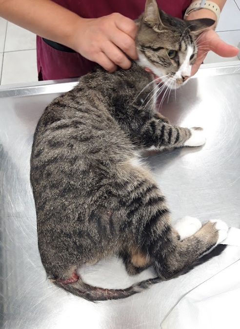A tabby cat with severe injuries to his tail and spine at the vet's office.