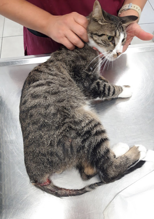 A tabby cat with severe injuries to his tail and spine at the vet's office.
