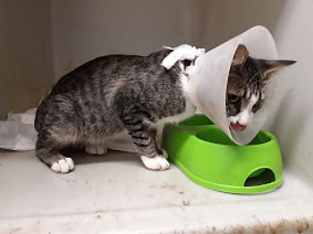 A tabby cat trying to eat while wearing a protective collar meant to prevent him from licking his surgery.