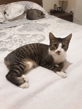A tabby cat, now missing his tail, lies on a bed in his foster home.