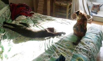 Two cats, now best friends, relaxing on a bed.