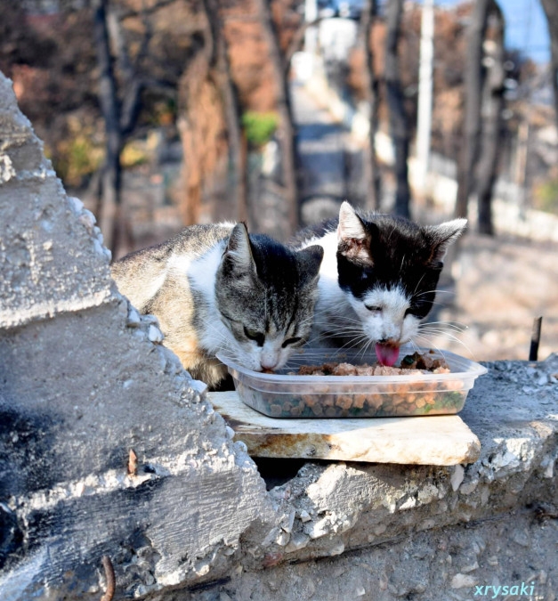 Δύο γάτες ταϊζονται στο μέρος όπου έγιναν οι φονικές πυρκαγιές της Αττικής.