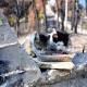 Two young cats being fed at the site of major fires in Attica