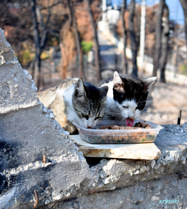 Δύο γάτες ταϊζονται στο μέρος όπου έγιναν οι φονικές πυρκαγιές της Αττικής.