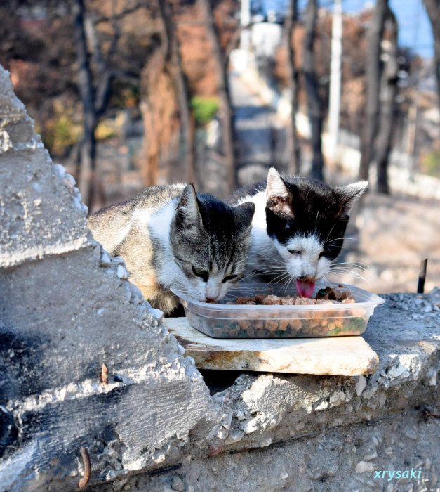 Two young cats being fed at the site of major fires in Attica