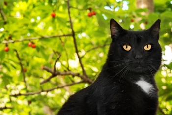 This gorgeous black cat will be on the cover of our new Nine Lives Calendar 2019