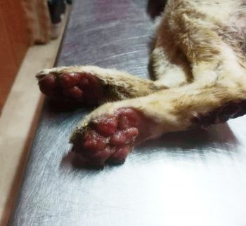 The burned paws of a cat that survived the fires