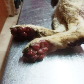 The burned paws of a cat that survived the fires