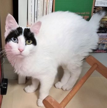 A beautiful white cat with two different-colored eyes and a black 'toupee' who survived the fires.