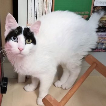 A beautiful white cat with two different-colored eyes and a black 'toupee' who survived the fires.