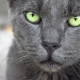 A beautiful grey cat with striking green/yellow eyes.