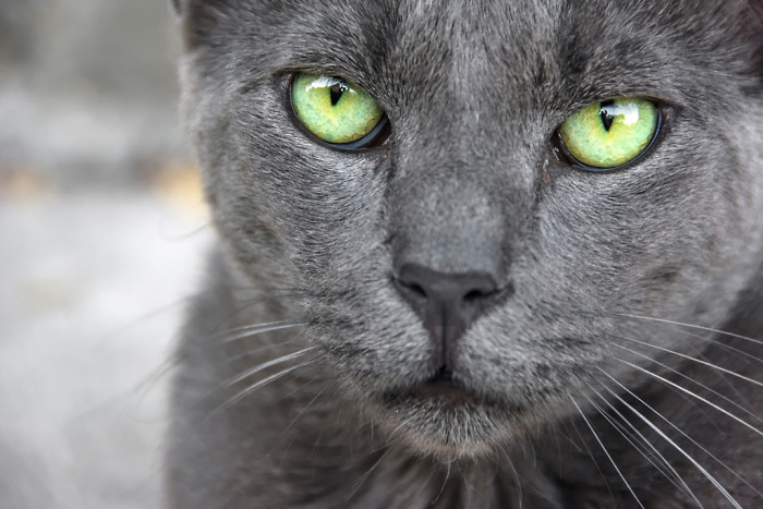 A beautiful grey cat with striking green/yellow eyes.