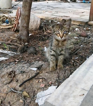A small tabby cat sits among the ruins of the wild fires