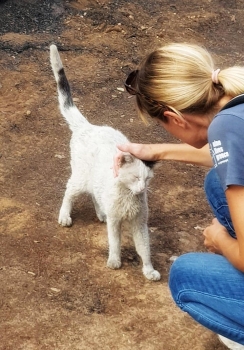 A Nine Lives volunteer pats one of the cats who survived the fires