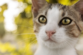 A small white and beige cat gazes into the distance.