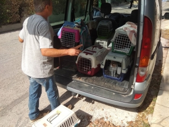 Αδέσποτες γάτες στο δρόμο προς τον κτηνίατρο για θεραπεία, μετά τις πυρκαγιές