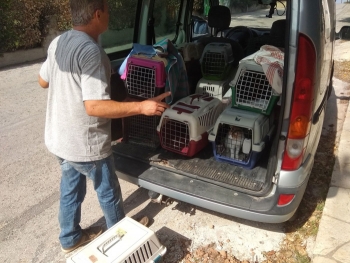 A vet helping the survivors of the fires by trapping them and later treating then for wounds.