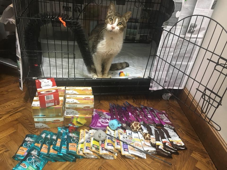 A cat with white and tabby markings looks out of his cage where gifts of food, supplies, cards and medicine have been placed before him.