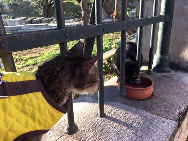 Two cats at a feeding station