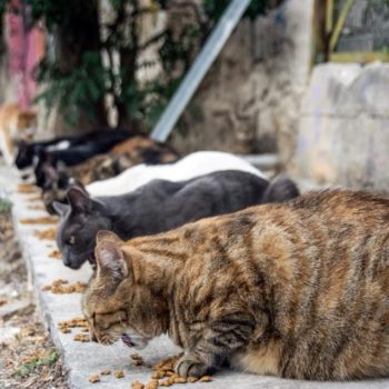Cats lined up on the ground eating dry cat food.