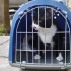 A black and white cat in a carrying case waiting to go to the vet to be spayed.