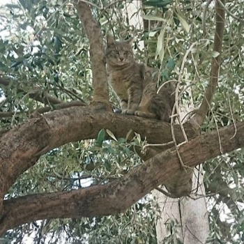 A tabby cat sitting in a tree.