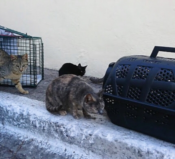 Several cats sit near the carrying cases that will take them to be neutered.