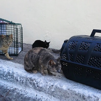 Several cats sit near the carrying cases that will take them to be neutered.