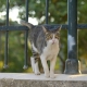 A tabby and white cat standing on a wall with a fence
