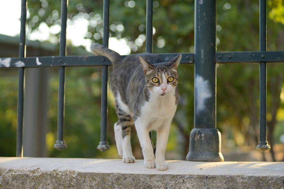 A tabby and white cat standing on a wall with a fence