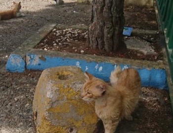 A ginger stray cat walking near a large rock