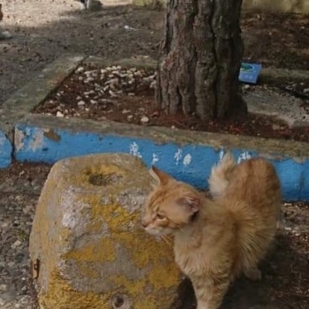 A ginger stray cat walking near a large rock