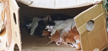 Several mama cats take turn nursing kittens inside a cardboard box.