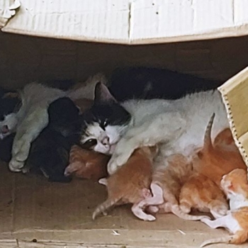 Several mama cats take turn nursing kittens inside a cardboard box.