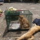 At a TNR effort. One ginger cat sits in a trap an another lies stretched out on the outside of the trap.