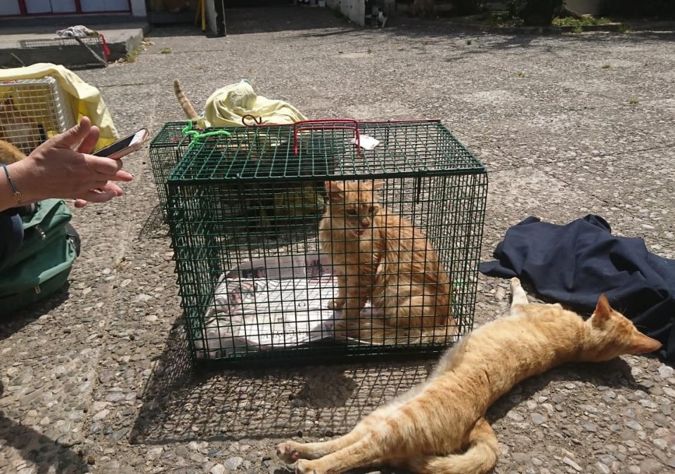 At a TNR effort. One ginger cat sits in a trap an another lies stretched out on the outside of the trap.