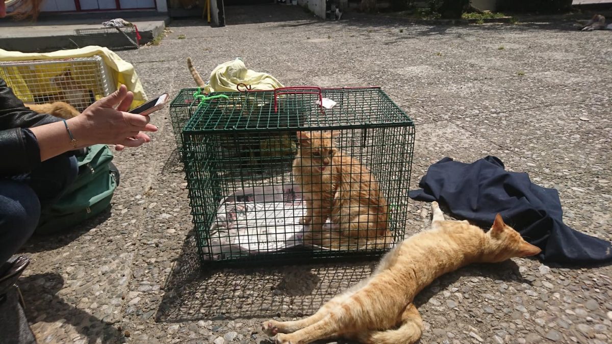 At a TNR effort. One ginger cat sits in a trap an another lies stretched out on the outside of the trap.