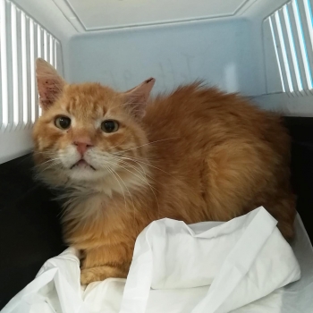 A ginger cat in his carrier case