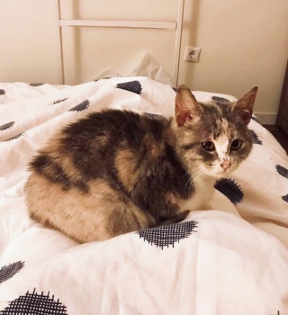 Μια μικρή γάτα κάθεται σε ένα κρεβάτι.