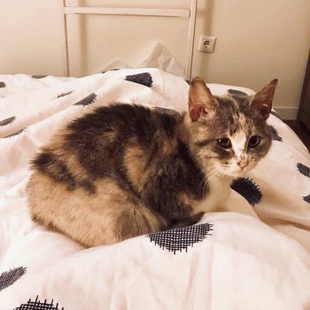 Μια μικρή γάτα κάθεται σε ένα κρεβάτι.