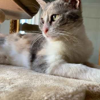 A dilute calico sits on a golden cat tree gazing into the distance.