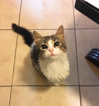 A young cat looking up hoping for a treat